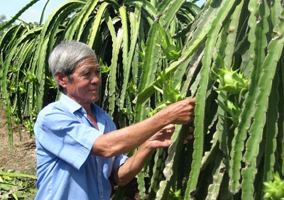 A farmer at his dragon fruit orchard in Long An province (Photo: SGGP)